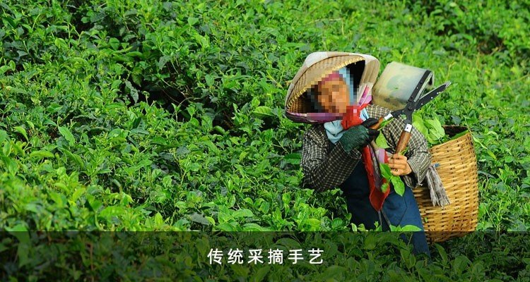 销售合作,咨询电话视察情况雨天晴天需要除虫需要除草需要淋水